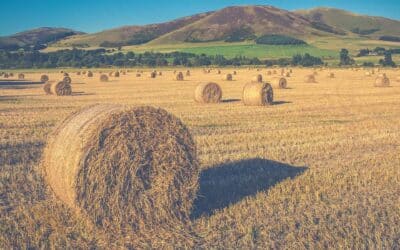 Diversification proving the way forward for enterprising Farmers.