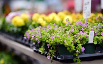 Diversification proving the way forward for enterprising Garden Centres